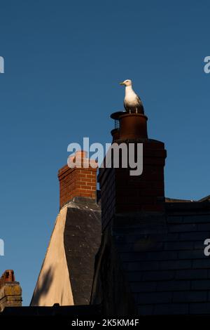 Architektur & Aussicht auf Tenby, in West Wales Stockfoto