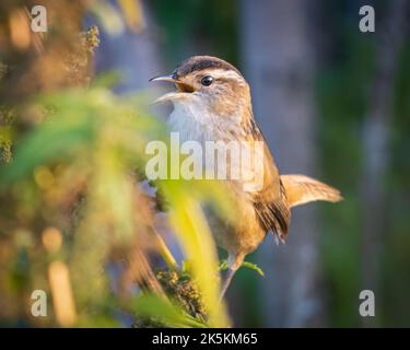 Eine Nahaufnahme eines Marschwrens, der auf einem Baumzweig thront Stockfoto