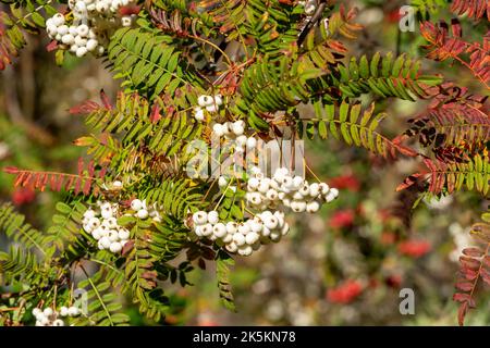 Sorbus domestica Dienstbaum mit Früchten im Herbst Stockfoto
