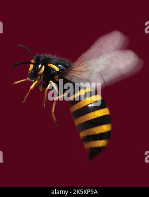 Bee-Illustration Stockfoto