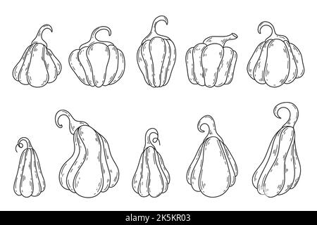 Kürbisse verschiedener Formen Skizze gesetzt. Handgegravierte schwarze Umrisskollektion. Lebensmittel Herbst dekoratives Design Elemente Vektor isolierte Illustration Stock Vektor