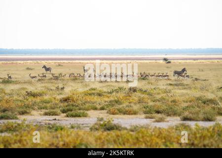 Tiergruppe, Springbok-Herde und Zebras überqueren die Salzpfanne. Etosha Nationalpark, Namibia, Afrika Stockfoto