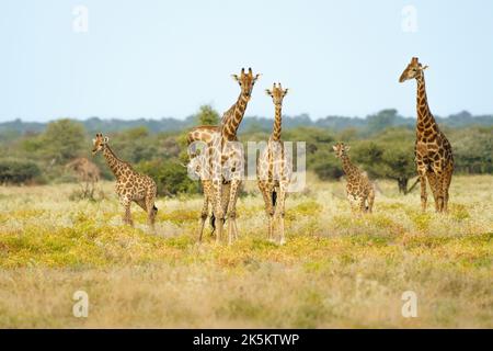 Gruppe von Giraffen mit ihren Jungen, die die Savanne überqueren. Etosha Nationalpark, Namibia, Afrika Stockfoto