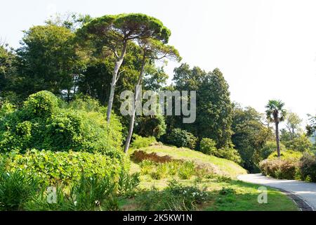 Blick auf den botanischen Garten in Batumi, Georgia. Natur und Parks. Stockfoto