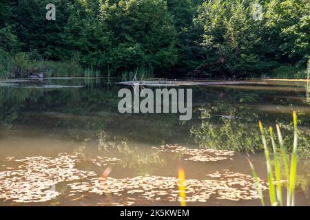 Arsiyan Hochland der Provinz Artvin der Türkei Stockfoto