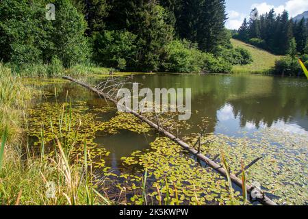 Arsiyan Hochland der Provinz Artvin der Türkei Stockfoto