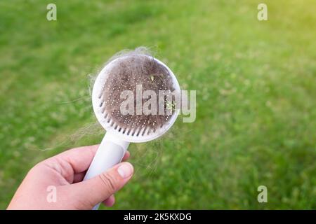 Pinsel voller Katzen- und Hundefelle und Aufkleber. Kamm für die Tierpflege in der Hand, grünes Gras verschwommener Hintergrund, Platz zum Kopieren. Shedding-Konzept. Stockfoto