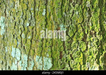 Geprägte Textur der braunen Rinde eines Baumes mit grünem Moos und Flechten darauf. Erweitertes Rundpanorama der Rinde einer Eiche. Stockfoto