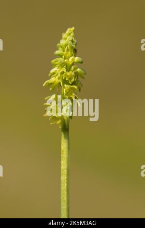 Musk Orchid, Herminium monorchis, Cleeve Common, Stroud, Gloucestershire Stockfoto