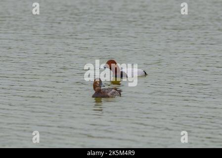 Männchen und Weibchen der Pappbarde, Aythya farina, im Naturpark El Hondo, Gemeinde Crevillente, Provinz Alicante, Spanien Stockfoto