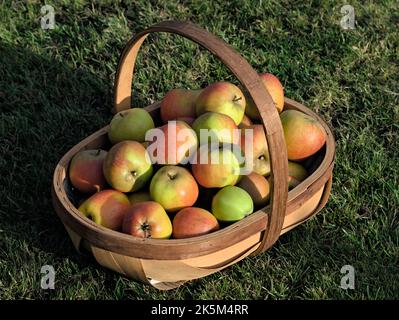 Ein Korb mit geernteten Ribston Pippin Äpfeln. Stockfoto