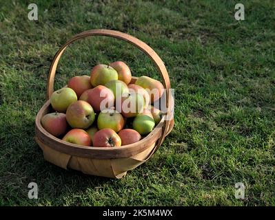 Ein Korb mit geernteten Ribston Pippin Äpfeln. Stockfoto