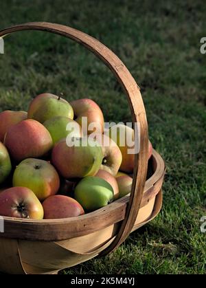 Ein Korb mit geernteten Ribston Pippin Äpfeln. Stockfoto