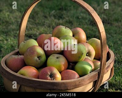 Ein Korb mit geernteten Ribston Pippin Äpfeln. Stockfoto