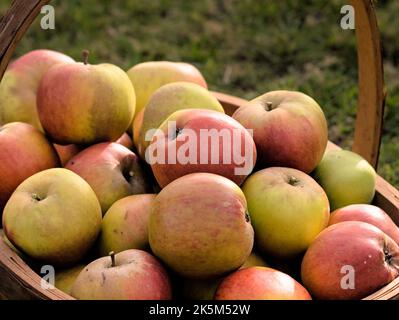 Ein Korb mit geernteten Ribston Pippin Äpfeln. Stockfoto