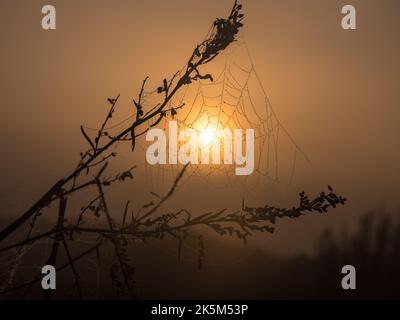 Spinnennetz mit Tau während des nebligen Morgens beim Sonnenaufgang auf der Wiese. Polen Stockfoto