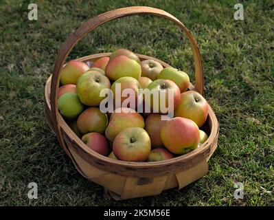 Ein Korb mit geernteten Ribston Pippin Äpfeln. Stockfoto