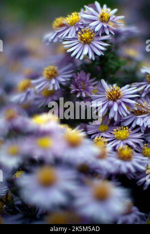 Gartenblumen michaelmas Gänseblümchen (Aster amellus) Stockfoto