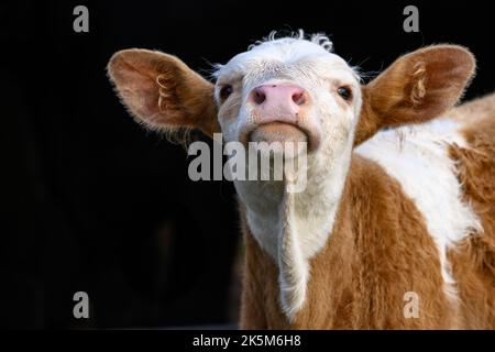 Junges Kälberporträt mit schwarzem Hintergrund Stockfoto
