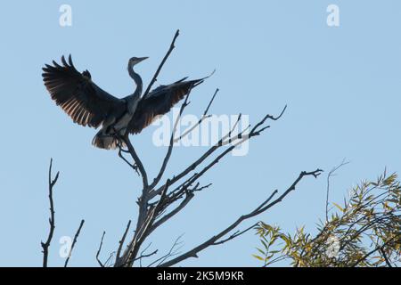 Ein Reiher, der am Flussufer der Großen Ouse in Ely, Cambridgeshire, angeln kann, 9.. Oktober 2022 Stockfoto