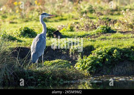 Ein Reiher, der am Flussufer der Großen Ouse in Ely, Cambridgeshire, angeln kann, 9.. Oktober 2022 Stockfoto