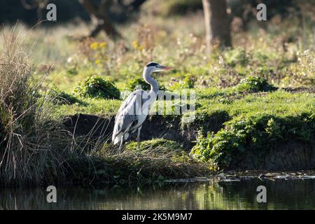 Ein Reiher, der am Flussufer der Großen Ouse in Ely, Cambridgeshire, angeln kann, 9.. Oktober 2022 Stockfoto