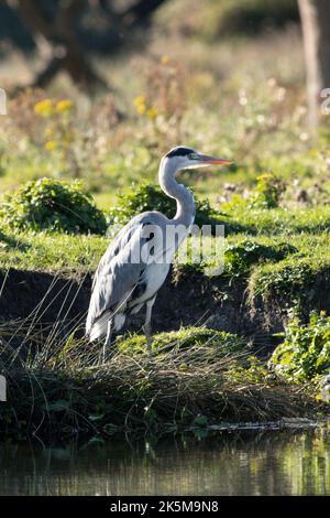 Ein Reiher, der am Flussufer der Großen Ouse in Ely, Cambridgeshire, angeln kann, 9.. Oktober 2022 Stockfoto