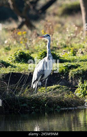 Ein Reiher, der am Flussufer der Großen Ouse in Ely, Cambridgeshire, angeln kann, 9.. Oktober 2022 Stockfoto