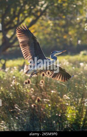 Ein Reiher, der am Flussufer der Großen Ouse in Ely, Cambridgeshire, angeln kann, 9.. Oktober 2022 Stockfoto