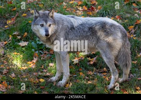 Schwarzer Wolf steht im Herbst in Kanada im Wald Stockfoto