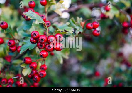 Weißdorn Crataegus Monogyna Mit Roten Beeren Stockfoto