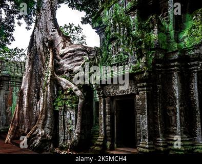 Der Dschungel umgibt und dringt in das Ta Prohm Tempelgebäude ein. Stockfoto