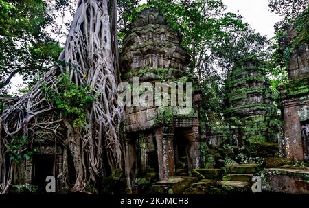 Ein alter Baum im Dschungel und das Ta Prohm-Gebäude sind zu einem zusammengefügt. Stockfoto