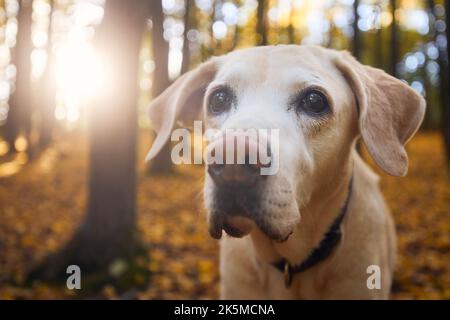 Porträt eines alten Hundes in gefallenen Blättern. Labrador Retriver bei einem Spaziergang im Herbstwald. Stockfoto