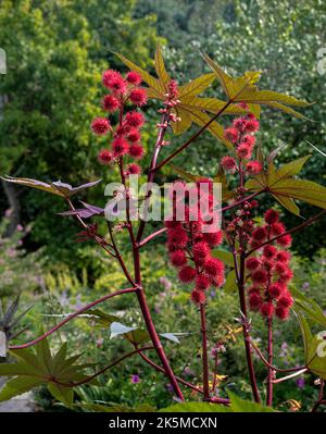 Ricinus communis Zanzibariensis, euporbiaceae . Rote Blüten im Spätsommer. Stockfoto