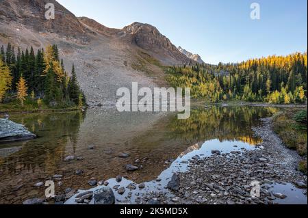 Berge und Lärchen spiegeln sich im Schaffer Lake im Yoho National Park, British Columbia Stockfoto