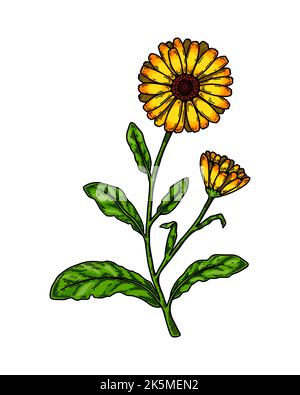 Hand gezeichnete Ringelblume blühende Pflanze isoliert auf weißem Hintergrund. Vektorgrafik im farbigen Skizzenstil. Botanisches Designelement Stock Vektor