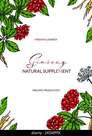 Ginseng farbenfrohes vertikales Design. Handgezeichnete botanische Vektorgrafik im Skizzenstil. Kann für Verpackung, Etikett, Abzeichen verwendet werden. Kräutermedizin Stock Vektor
