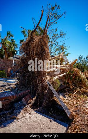 Bild eines Baumes, der nach dem von dem Bürgersteig in Punta Gorda gestipften wird, von dem der von dem Strudel zerrissene Ian Stockfoto