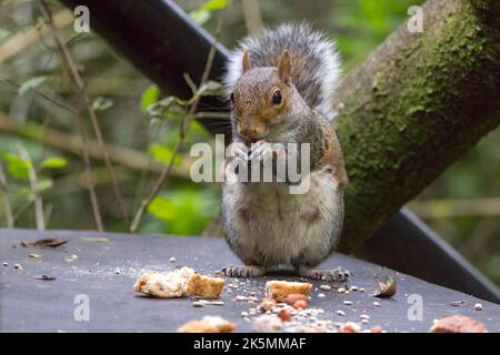 Das Eichhörnchen grau (sciurus carolinesis), das beim kleinen Fell auf den gemischten Samen die Nüsse und das Brot füttert, das für die Vögel ausgestreckt ist. Graues und rötliches Fell mit großem buschigen Schwanz Stockfoto