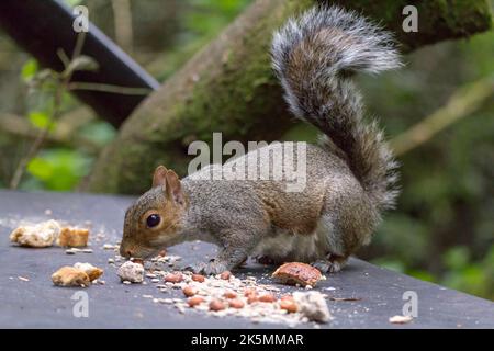 Das Eichhörnchen grau (sciurus carolinesis), das beim kleinen Fell auf den gemischten Samen die Nüsse und das Brot füttert, das für die Vögel ausgestreckt ist. Graues und rötliches Fell mit großem buschigen Schwanz Stockfoto