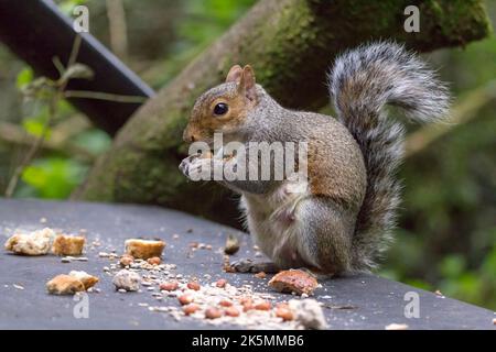 Das Eichhörnchen grau (sciurus carolinesis), das beim kleinen Fell auf den gemischten Samen die Nüsse und das Brot füttert, das für die Vögel ausgestreckt ist. Graues und rötliches Fell mit großem buschigen Schwanz Stockfoto