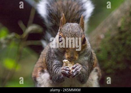 Das Eichhörnchen grau (sciurus carolinesis), das beim kleinen Fell auf den gemischten Samen die Nüsse und das Brot füttert, das für die Vögel ausgestreckt ist. Graues und rötliches Fell mit großem buschigen Schwanz Stockfoto