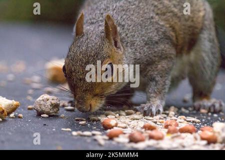 Das Eichhörnchen grau (sciurus carolinesis), das beim kleinen Fell auf den gemischten Samen die Nüsse und das Brot füttert, das für die Vögel ausgestreckt ist. Graues und rötliches Fell mit großem buschigen Schwanz Stockfoto