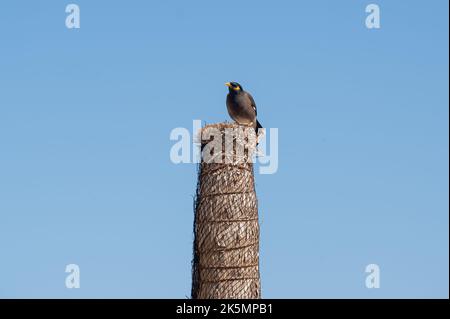 Myna, acridotheres tristis, auf einem Sonnenschirmposten, Tombeau Bay, Mauritius Stockfoto