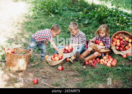 Kinder mit Apple im Apple Orchard. Kind essen Bio Apfel in den Obstgarten. Ernte Konzept. Garten, Kleinkind Obst essen im Herbst Ernte. Ein Stockfoto