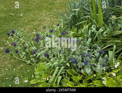 DEVON; HARTLAND ABBEY UMMAUERTEN GARTEN; CERINTHE PURP.HONEYWORT; GARNELENPFLANZE Stockfoto