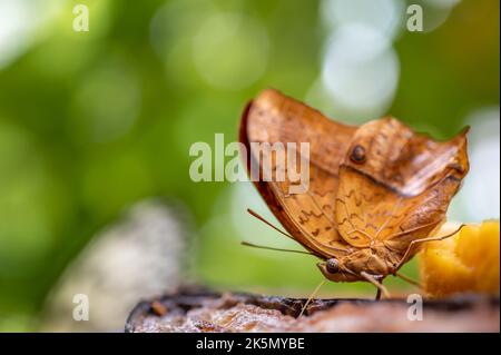 Schmetterling, der banane frisst. Eine männliche Vindula dejone. Seitenansicht des braunen malaiischen Kreuzers. Stockfoto