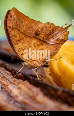 Schmetterling, der banane frisst. Eine männliche Vindula dejone. Seitenansicht des braunen malaiischen Kreuzers. Stockfoto