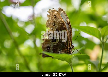 Schmetterling auf Blatt. Morpho-Peleides. Der Peleides blau morpho. Gewöhnliches Morpho. Schwarzer und blauer Kaiser. Morpho helenor. Stockfoto